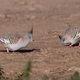 A pair of pigeons on the ground. Image: Geoffrey Dabb